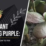 Jade Plant Turning Purple: Causes and How to Fix!