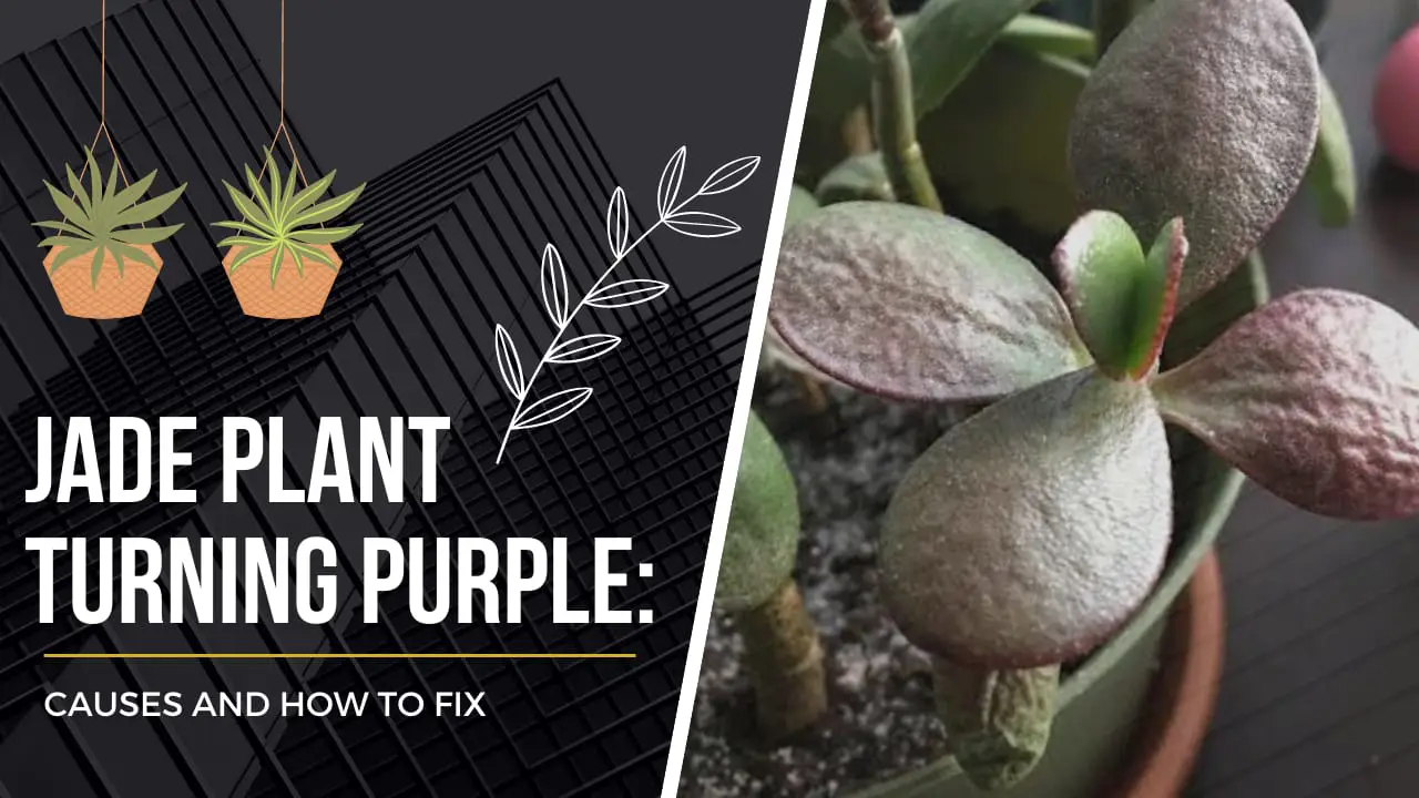 Jade Plant Turning Purple: Causes and How to Fix!