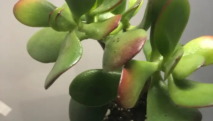 Jade Plant Turning Red