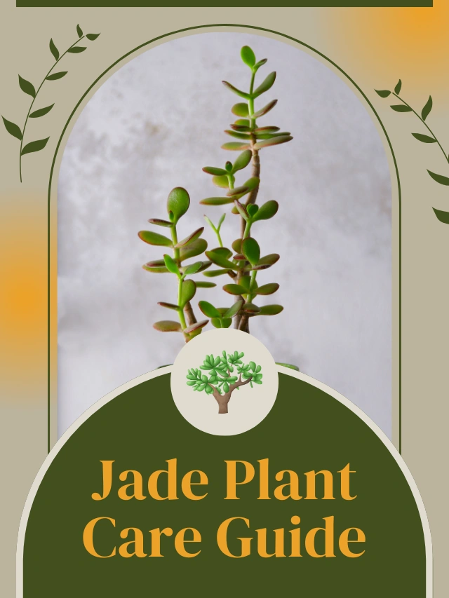 Jade Plant Care: A Beginner’s Guide