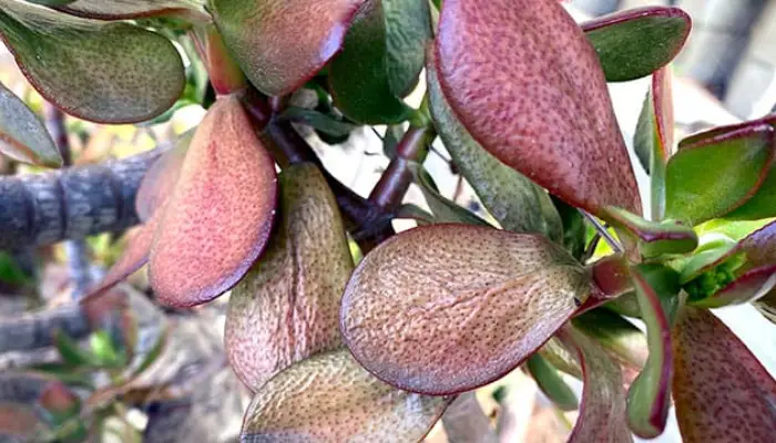 Lack of Water Causing Red Leaves