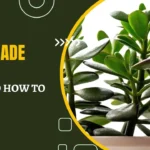 Leggy Jade Plant: Why and How to Fix It