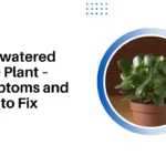 Overwatered Jade Plant – Symptoms and How to Fix