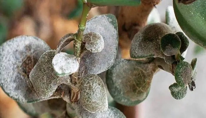 Powdery Mildew Jade Plant