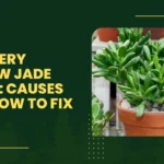 Powdery Mildew Jade Plant: Causes and How to Fix