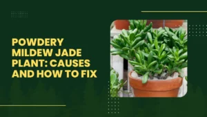 Powdery Mildew Jade Plant: Causes and How to Fix