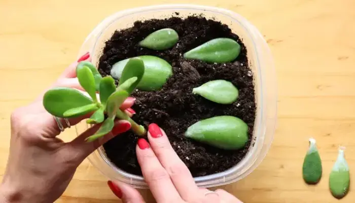 Propagating By The Soil Method