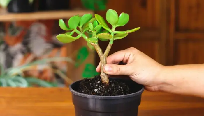 Repotting Jade Plant