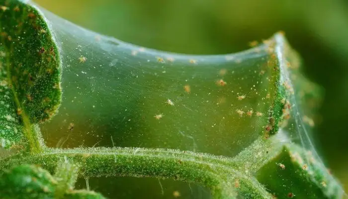 Signs of Spider mites’ damages