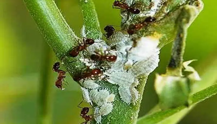 Signs of mealybugs in jade plants