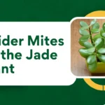 Spider Mites on the Jade Plant: Causes and How to Deal With them