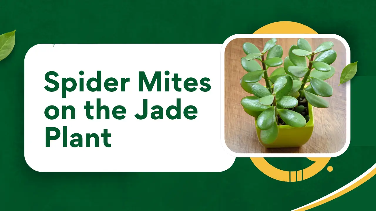 Spider Mites on the Jade Plant