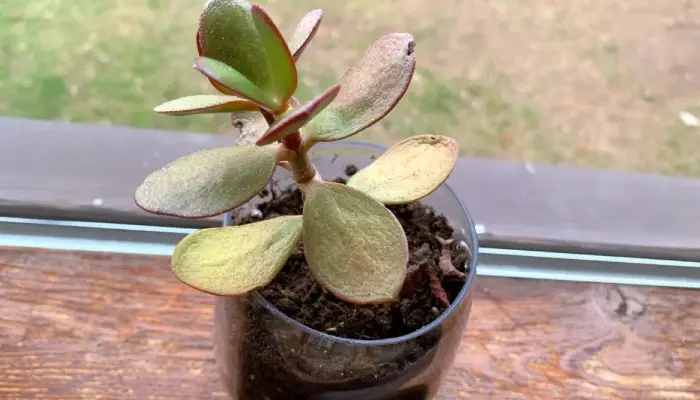 Sunburn issues of Jade Plant