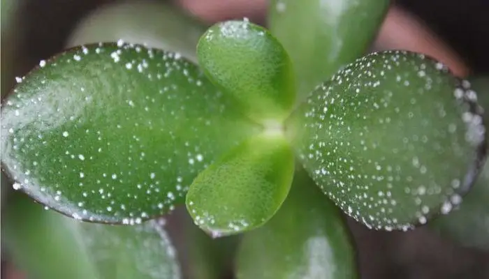 Symptoms of Scale on Jade Plant