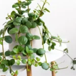 How to Grow and Care: Trailing Jade Plant