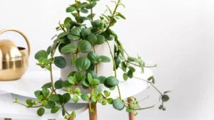 Trailing Jade Plant