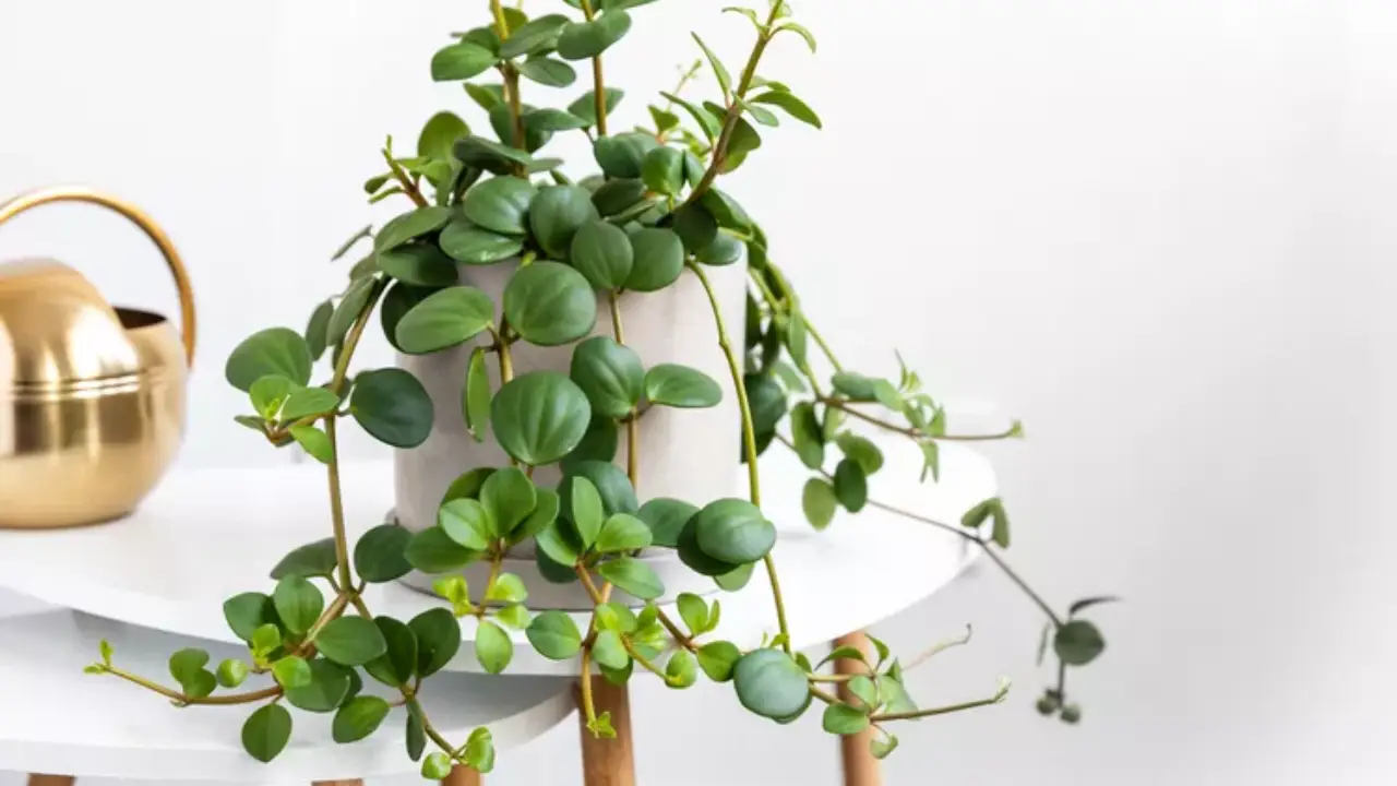 Trailing Jade Plant