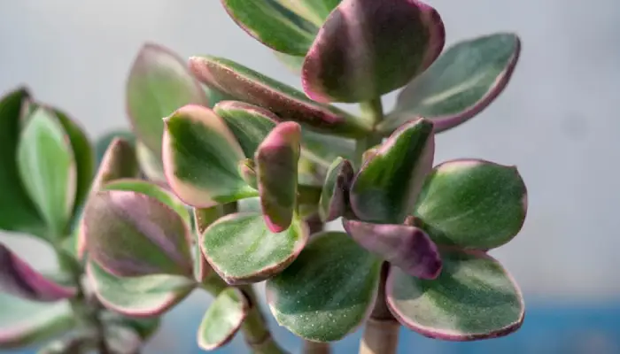 Underwatering the jade plants