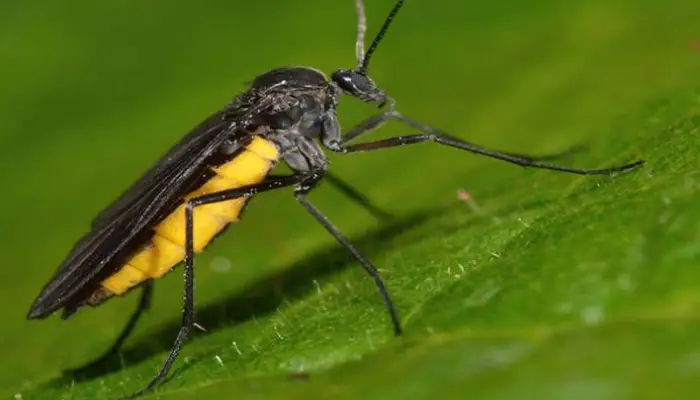 What Are Fungus Gnats