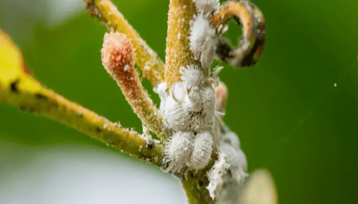 What Causes Mealybugs