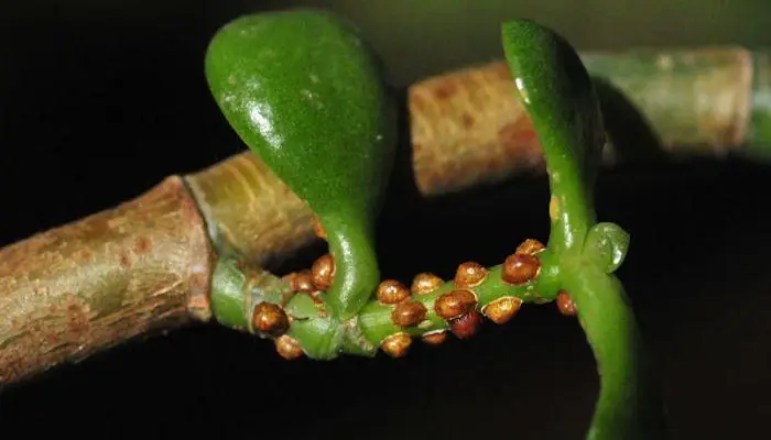 What Causes Scale on Jade Plant?