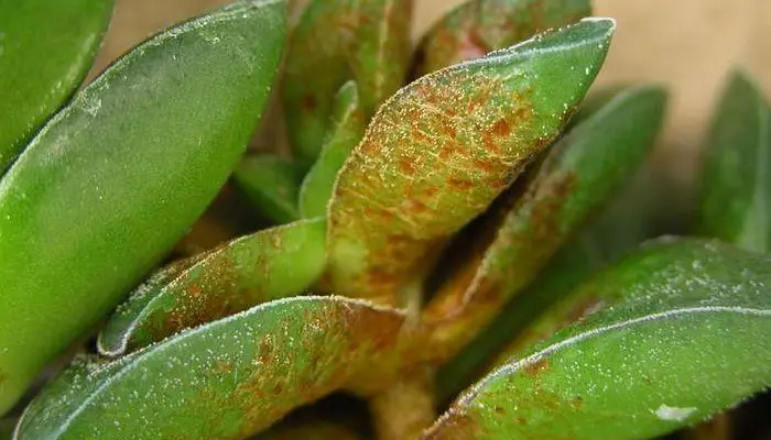 What causes powdery mildew in a jade plant