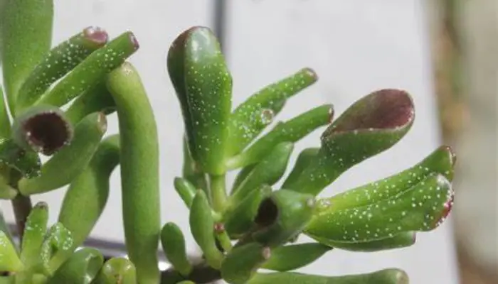 White Spots On Jade Plants-1