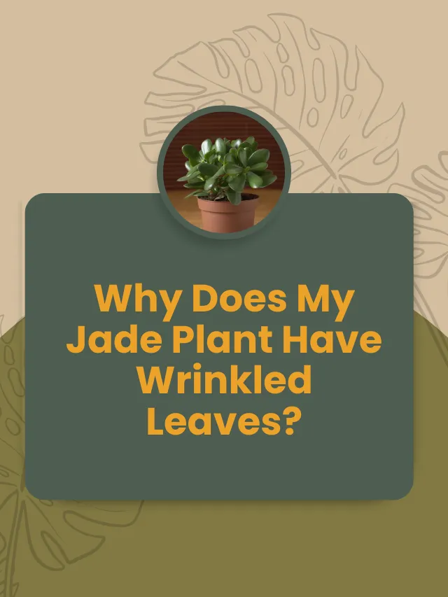 Wrinkled Leaves on a Jade Plant: Causes and How To Fix