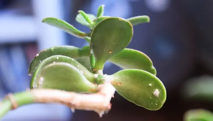 mealybugs on jade plant