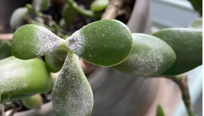 powdery mildew on jade plant