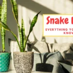 Snake Plant: Benefits, Types, Care, and How to Grow