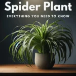 Spider Plant: Types, Care, How to Grow and Benefits