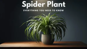 spider plant