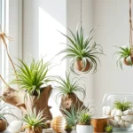 You Won’t Believe How Easy Air Plants Are to Grow – Expert Tips and Secrets Revealed!