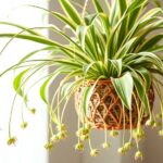 How to Care for a Spider Plant